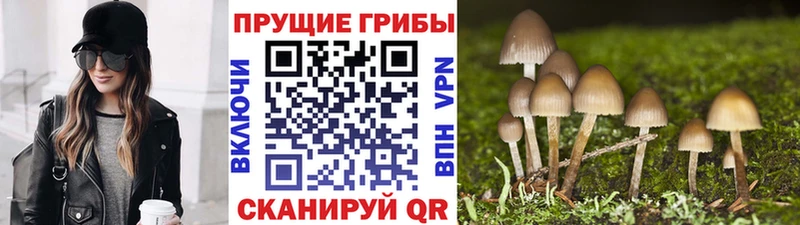купить  цена  Мирный  Псилоцибиновые грибы GOLDEN TEACHER 