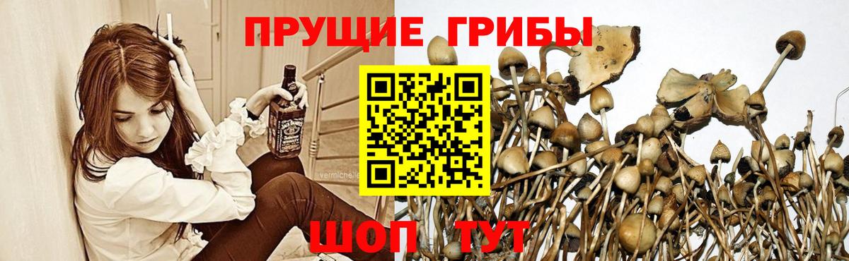 Псилоцибиновые грибы мицелий Мирный